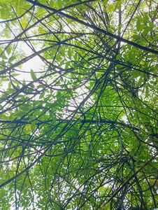 A Beautiful Photo Of A Tree, A Tree With Branches Without Leaves, The Branch Is Covered With Green Leaves, The Sun Breaks Through Royalty Free Stock Photography