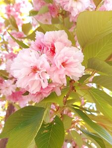 Pink Sakura Flower Petals On Branch With Green Leaves, Beautiful Decorative Tree Royalty Free Stock Photo