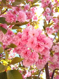 Bright Pink Japanese Cherry Blossoms Against A Blue Sky Royalty Free Stock Photo