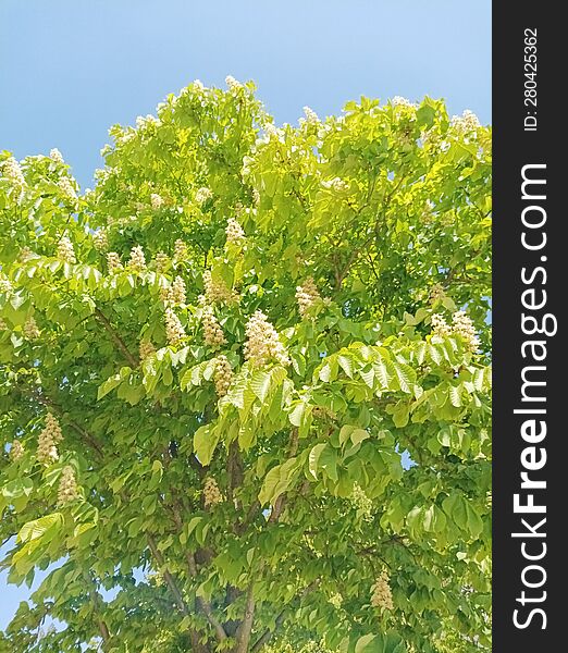 branches covered with green leaves and inflorescences of Aesculus hippocastanum against a blue sky