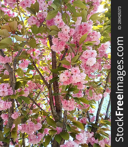 Japanese cherry tree covered with leaves and pink flowers, a famous symbol of Japan and Japanese culture