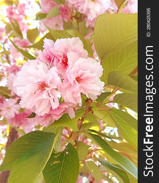 pink sakura flower petals on branch with green leaves, beautiful decorative tree