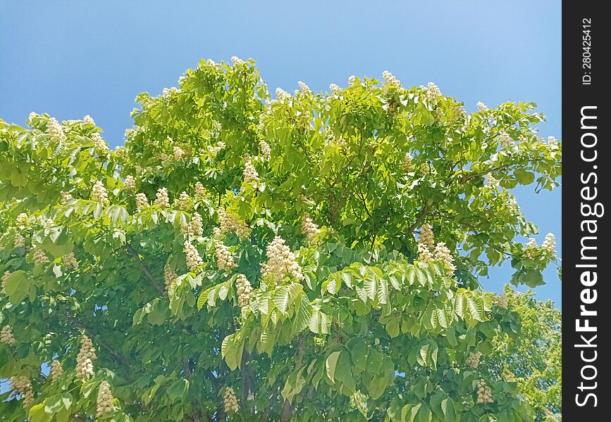 A Branch With An Inflorescence Of Aesculus Hippocastanum & X28 Aesculus Hippocastanum& X29  Under The Warm Spring Sun