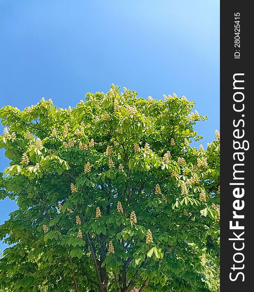 Horse Chestnut & X28 Aesculus Hippocastanum& X29  On The Background Of The Blue Sky