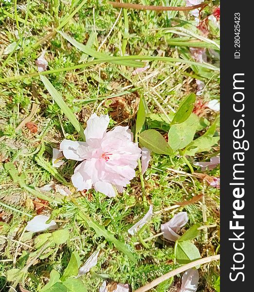 Wind-blown Japanese Cherry Blossom On The Grass