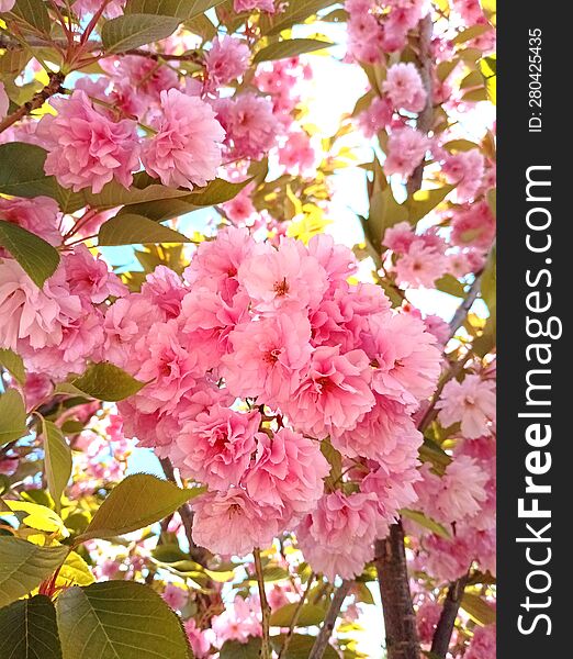 bright pink Japanese cherry blossoms against a blue sky