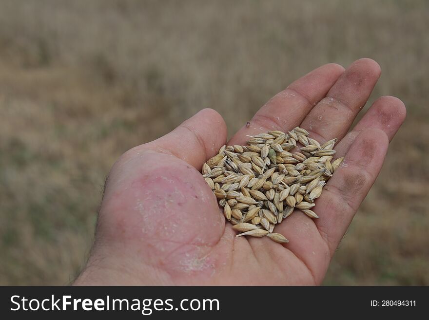 Wheat Grains In The Hands Of The Working Farmer In The Field