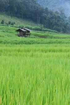 Green Rice Paddy Terrace And A Small Hut Royalty Free Stock Images Green Rice Paddy Terrace And A Small Hut Royalty Free Stock Images