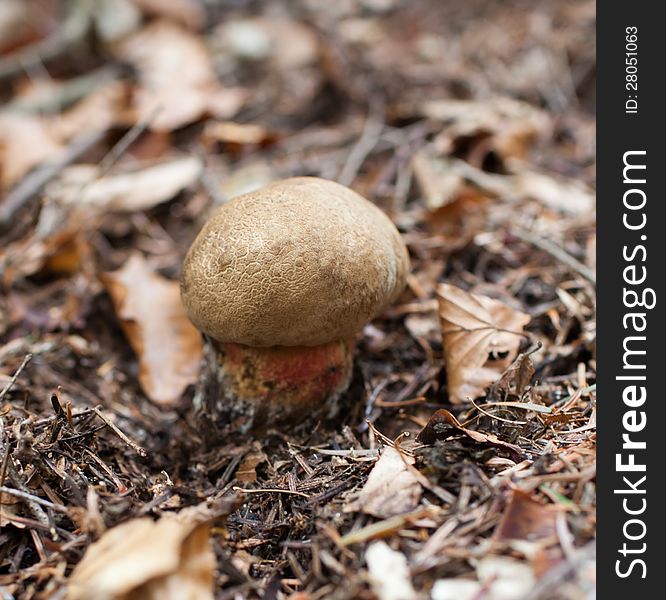 Closeup of edible mushroom (boletus edulis)  in a forest. Closeup of edible mushroom (boletus edulis)  in a forest