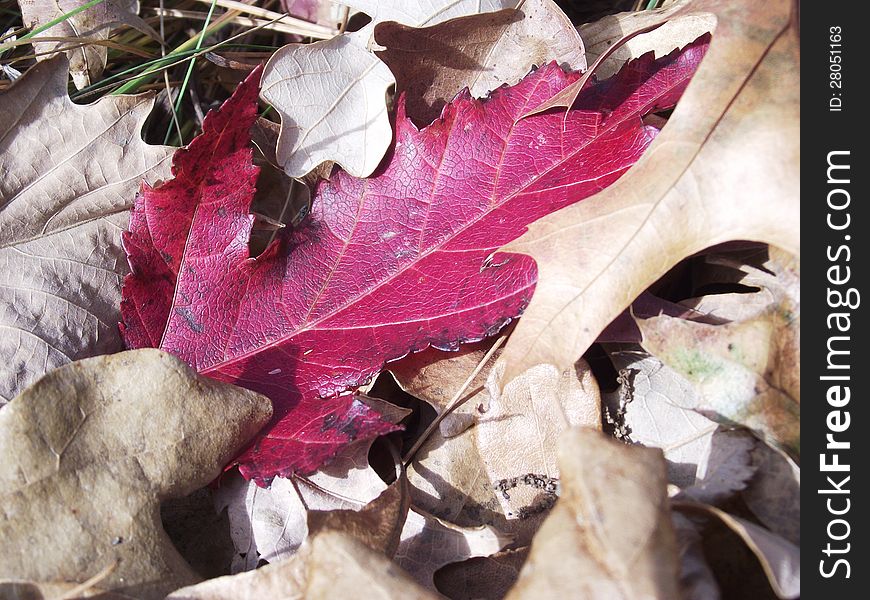 Red Fall Maple Leaf on the ground surrounded by brown leaves