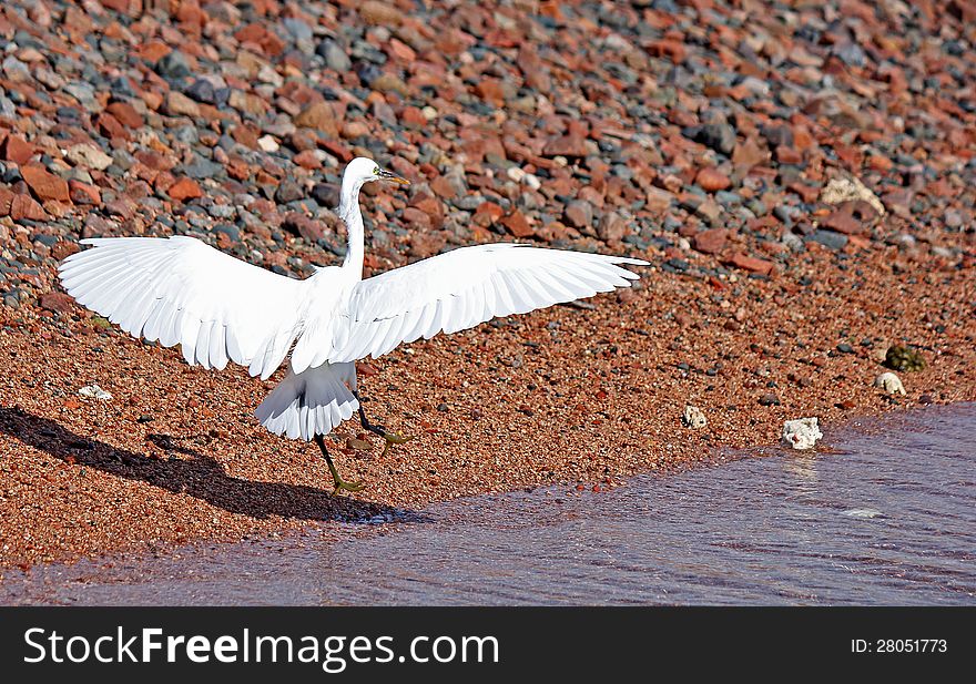 White heron landing on the beach pebble beach, Dahab, Egypt, november 2012. White heron landing on the beach pebble beach, Dahab, Egypt, november 2012