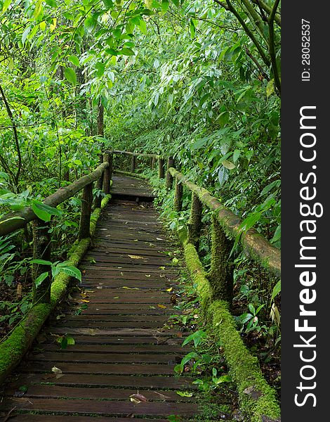 Classic wooden walkway in rain forest - Doi intanon, Chiang Mai Province, Thailand