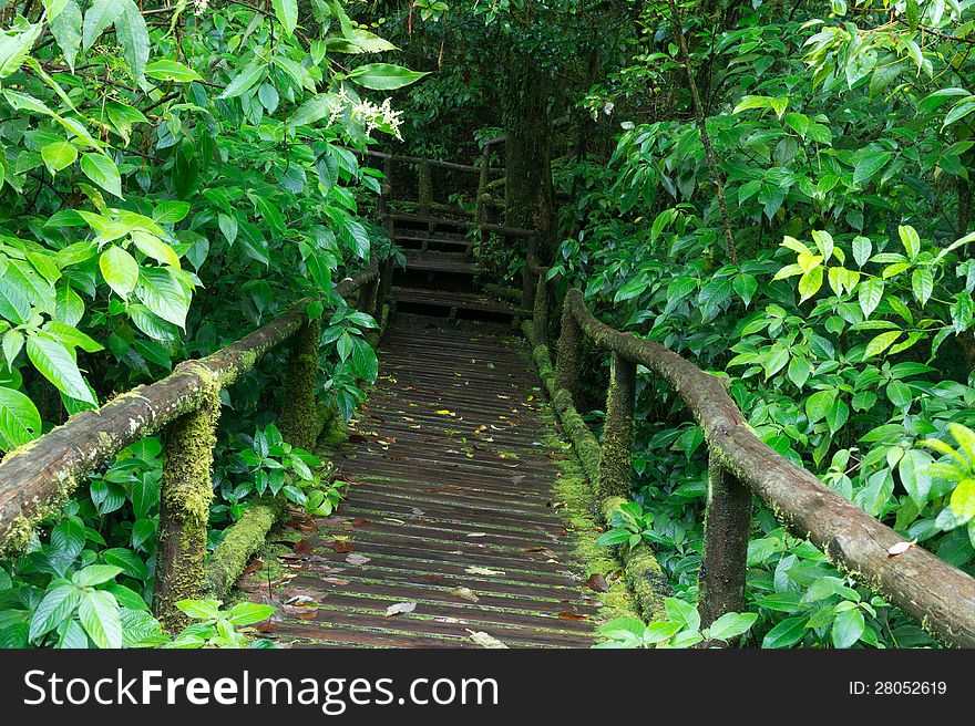 Classic wooden bridge in rain forest