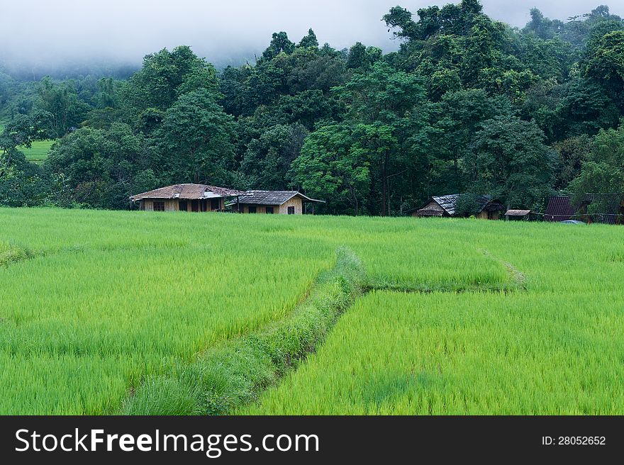 Rice terraces and mountain, Thailand