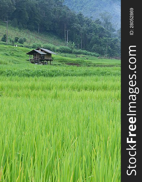 Green rice paddy terrace and a small hut