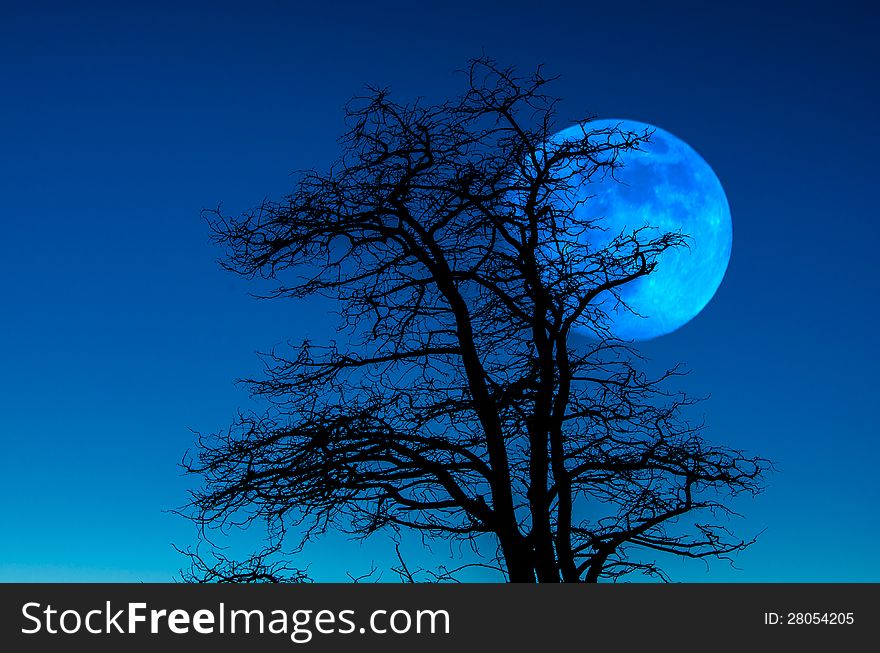 Moon at Dusk behind old Tree. Moon at Dusk behind old Tree