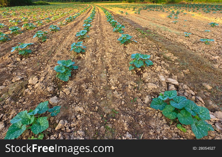 The Small Pumpkin Farm.