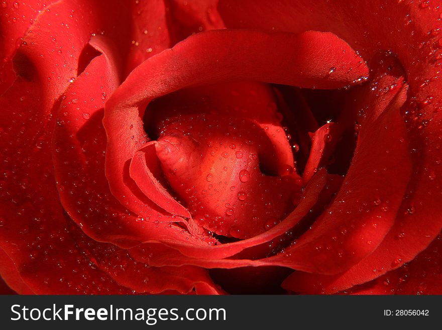 Rose flower with dew drops