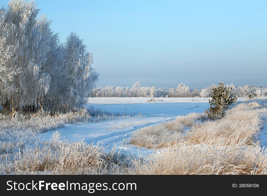 Walk in winter forest after a snowfall