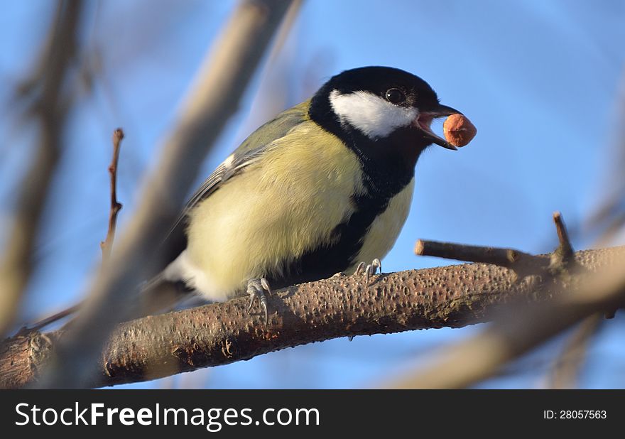 Yellow Tit and the Black-lored Tit are sometimes separated as Macholophus. Yellow Tit and the Black-lored Tit are sometimes separated as Macholophus.