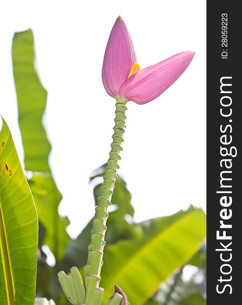 Small banana flower pointing up to the sky, and banana leaves as a backdrop. Small banana flower pointing up to the sky, and banana leaves as a backdrop.