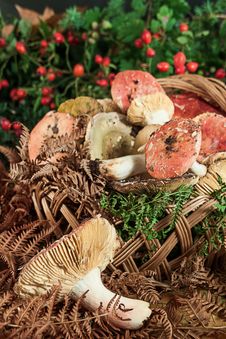 Basket With Mushrooms Royalty Free Stock Images Basket With Mushrooms Royalty Free Stock Images