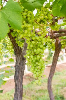 Green Grapes On The Vine Royalty Free Stock Photo