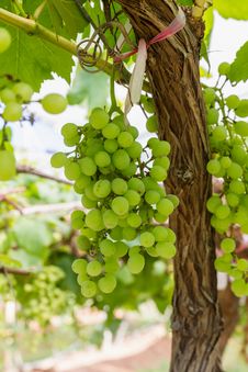 Green Grapes On The Vine Stock Image