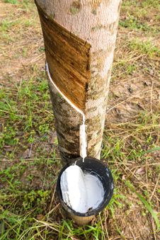 Tapping Latex From Rubber Tree Royalty Free Stock Photography Tapping Latex From Rubber Tree Royalty Free Stock Photography
