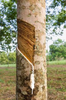 Tapping Latex From Rubber Tree Stock Image Tapping Latex From Rubber Tree Stock Image