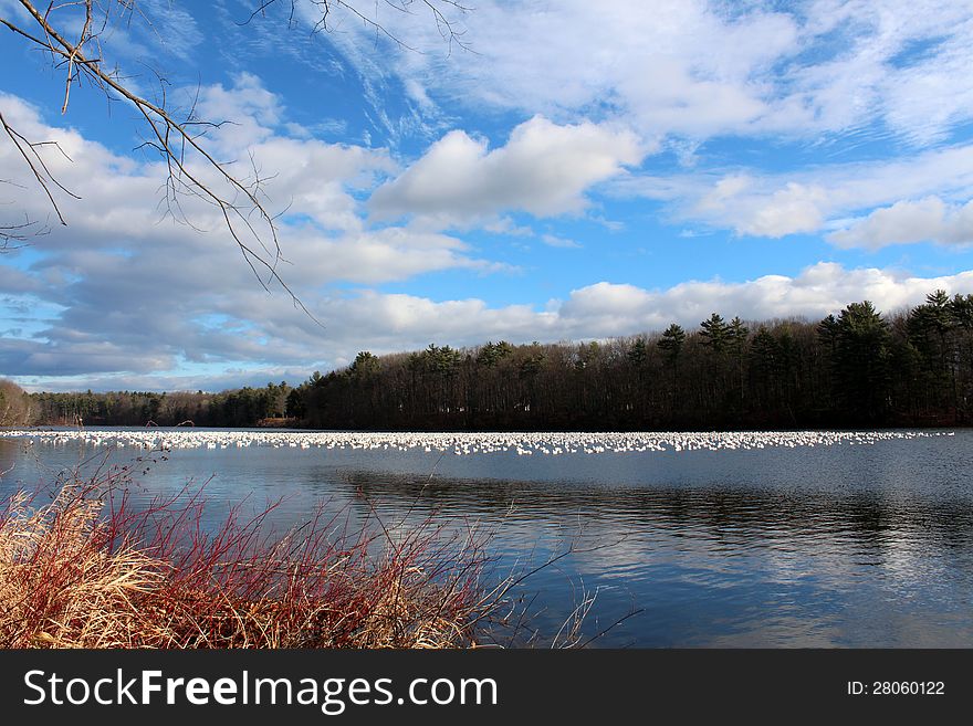 Snow geese on calm water