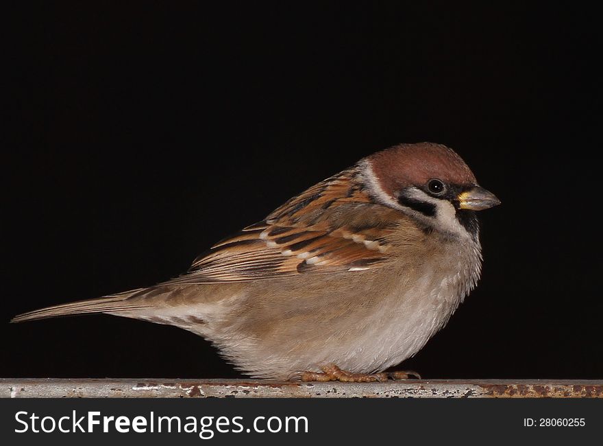 Sparrow on a black background