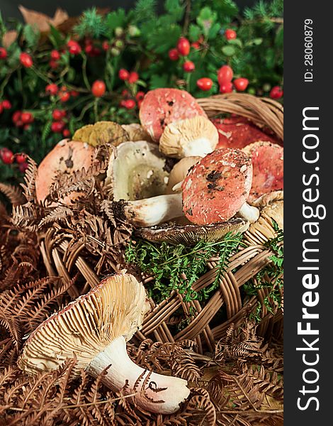 Basket with mushrooms on wooden table