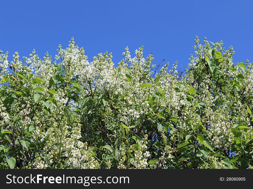 Blossoming Lilac in the city park