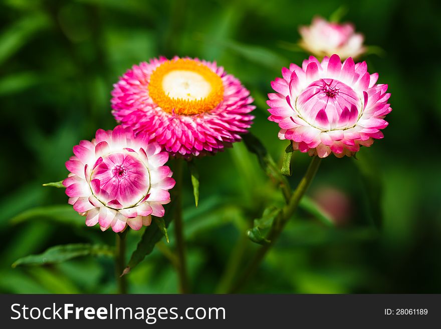 Closeup Straw flower (Everlasting). Closeup Straw flower (Everlasting)