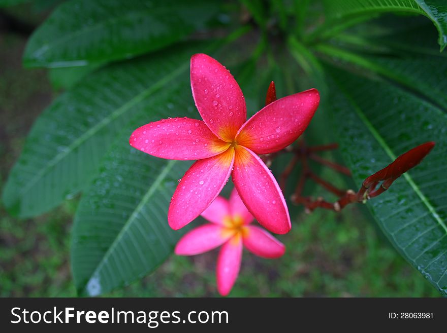 The pink frangipani after rainy