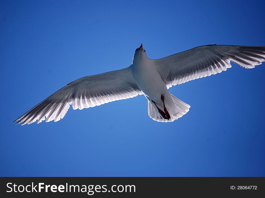 A Flying Gull