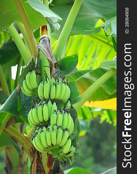 Banana plant on the tree