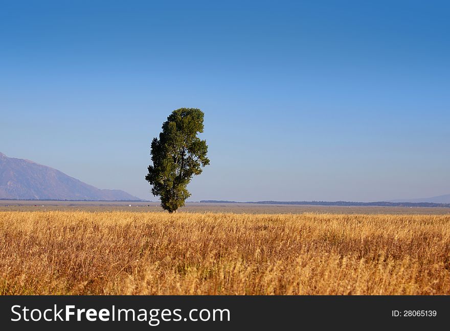 Single tall tree in Prairie landscape