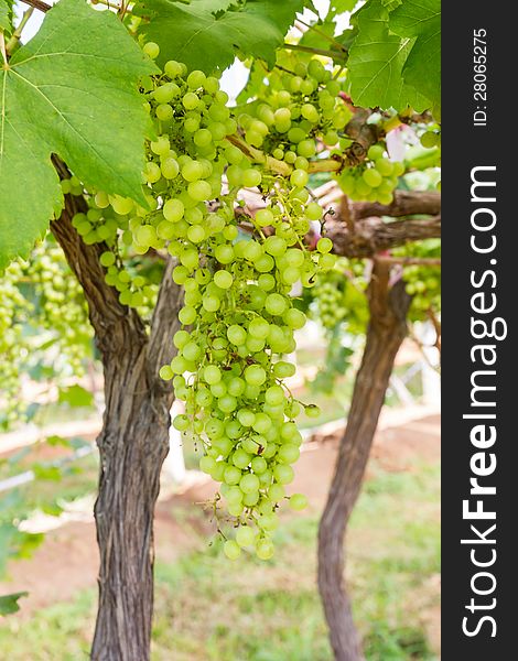 Green Grapes on the vine  in vineyard before harvest