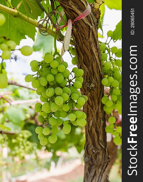 Green Grapes on the vine  in vineyard before harvest