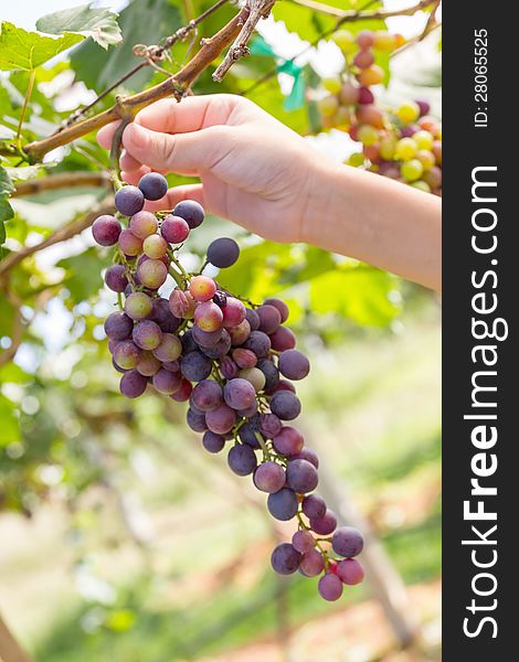 Hand holding red grape for wine in vineyard