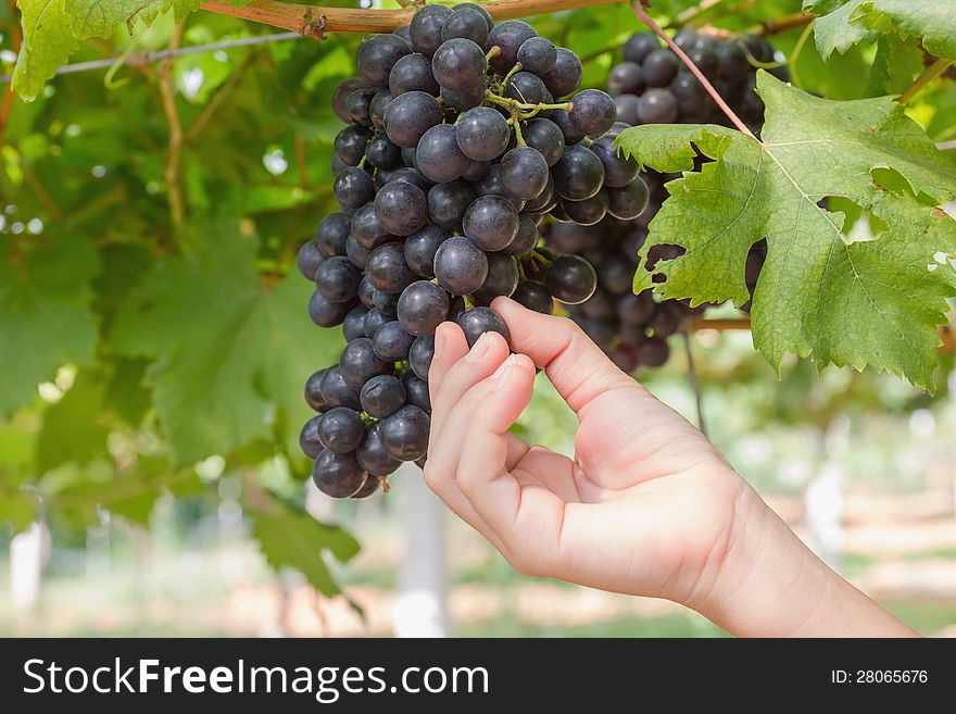 Hand holding red grape for wine in vineyard