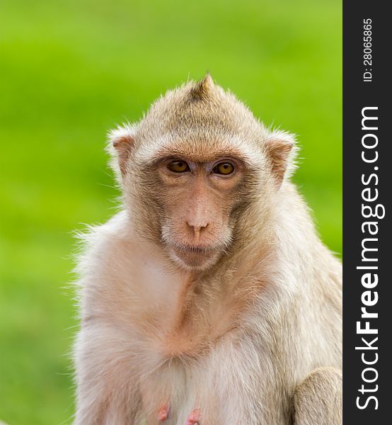Close up portrate of a monkey at Lopburi ,Thailand. Close up portrate of a monkey at Lopburi ,Thailand