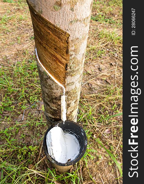 Close up of tapping latex from rubber tree in Thailand