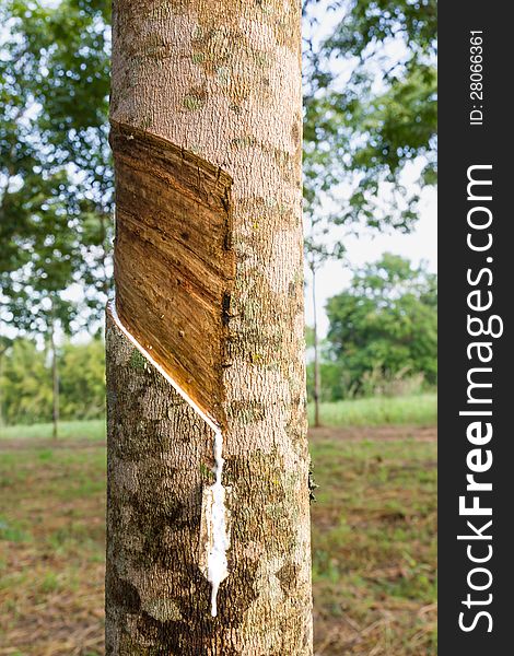 Close up of tapping latex from rubber tree in Thailand