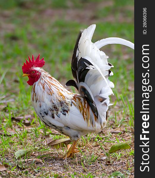 White Bantam on grass in Countryside from thailand