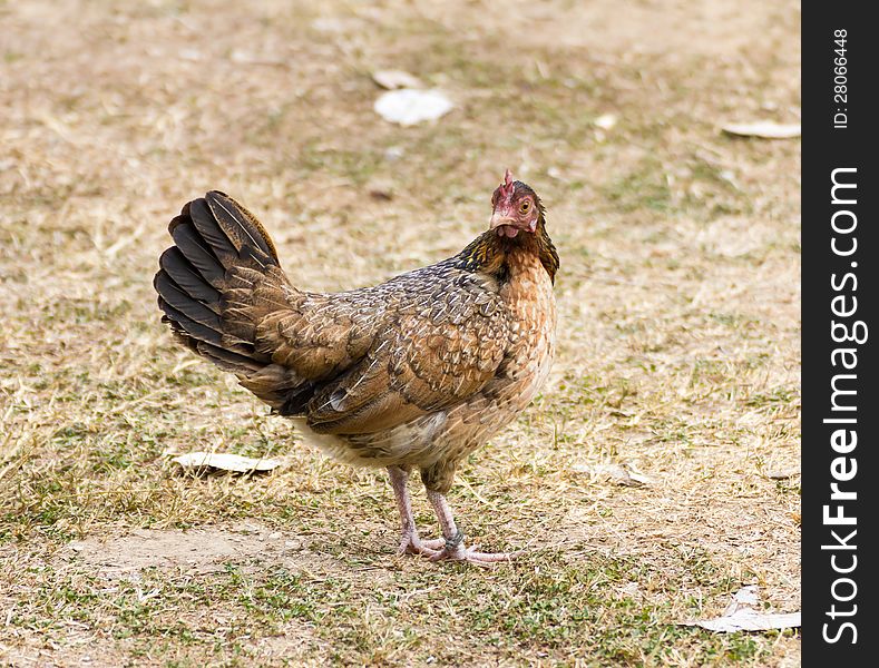 Bantam  on grass in Countryside from thailand