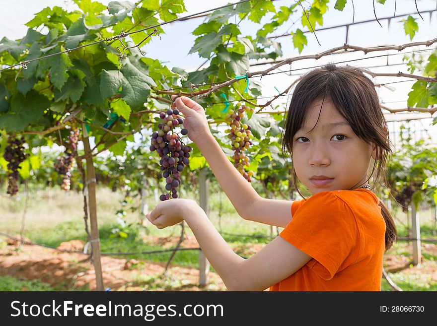 Young woman holding grapes in the vineyard.