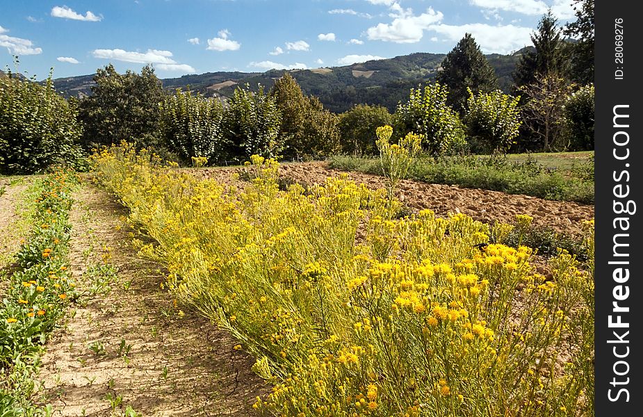 Cultivation of goldenrod in a Botanical Garden